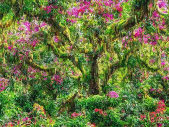 Dronningebuskens fortryllende skønhed: En guide til at dyrke og pleje denne prægtige plante