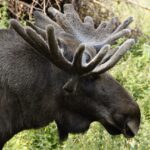 Makita Høvl: Hvad er de bedste funktioner og egenskaber?