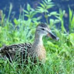 varmepumpe luft til luft montering