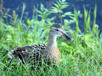 Lær at genkende de mest brugte ord i krydsord