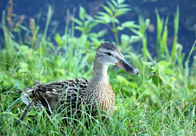 Lær at genkende de mest brugte ord i krydsord
