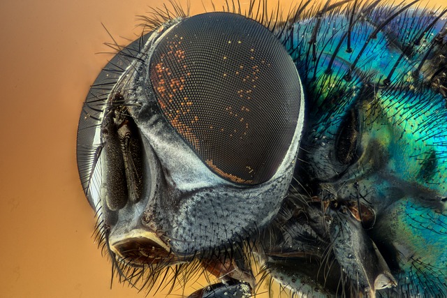 Insektfanger til indendørs brug - en guide til at bekæmpe irriterende insekter
