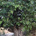 Opdag de magiske julefigurer fra vidaXL og gør din fest endnu mere festlig