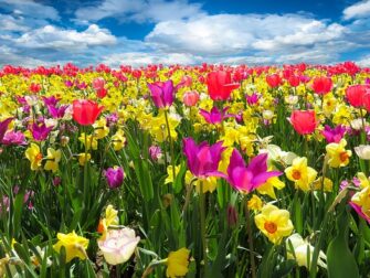 Tulipantræet: En fantastisk tilføjelse til enhver have